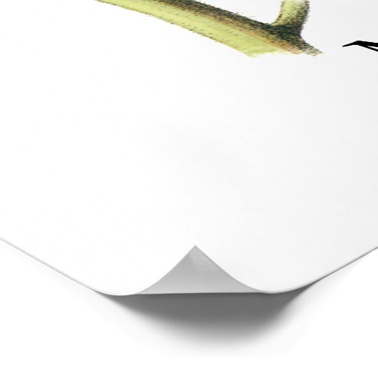 Magnolia Warbler, John Audubon Poster (Hoek)