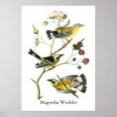 Magnolia Warbler, John Audubon Poster (Voorkant)
