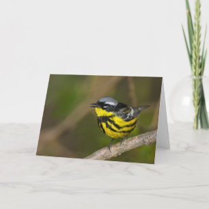 Magnolia Warbler Kaart
