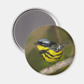 Magnolia Warbler Magneet (Voorkant / Achterkant)