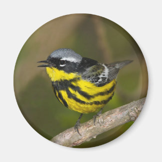 Magnolia Warbler Magneet