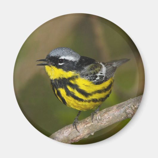Magnolia Warbler Magneet (Voorkant)