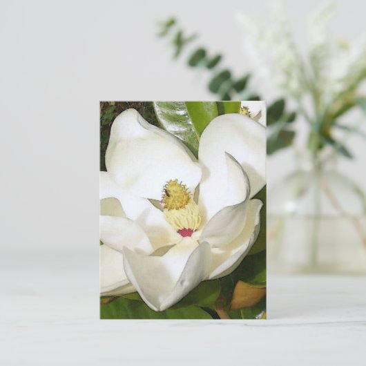 Magnolia White Briefkaart (Staand voorkant)