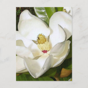 Magnolia White Briefkaart