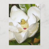 Magnolia White Briefkaart (Voorkant)