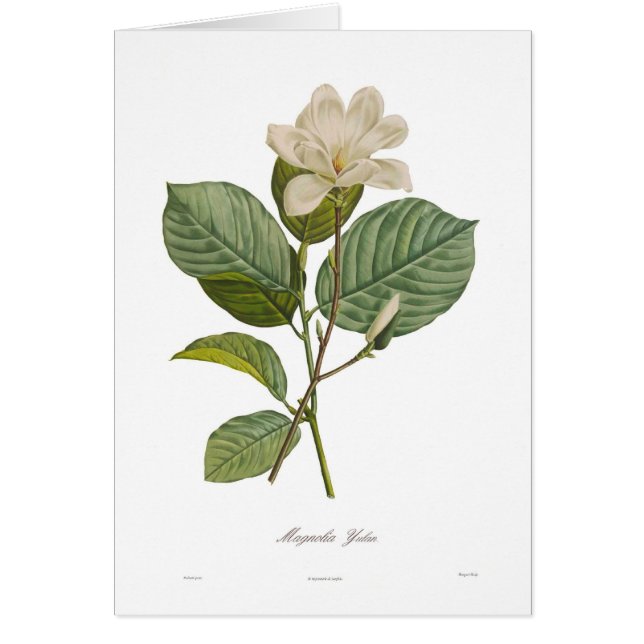 Magnolia yulan (Voorkant)