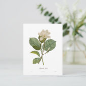 Magnolia yulan briefkaart (Staand voorkant)