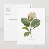 Magnolia yulan briefkaart (Voorkant / Achterkant)