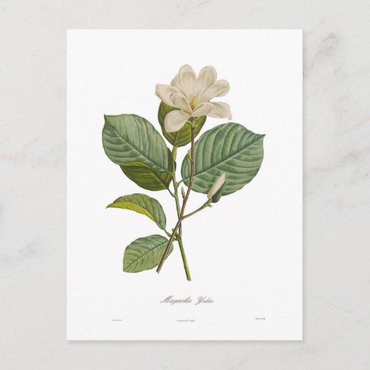 Magnolia yulan briefkaart (Voorkant)