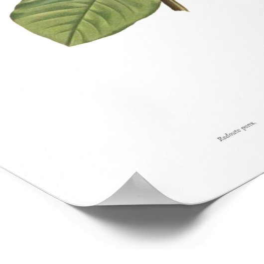 Magnolia yulan poster (Hoek)