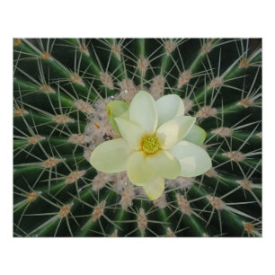 Magnolia zoete laurier perfect poster