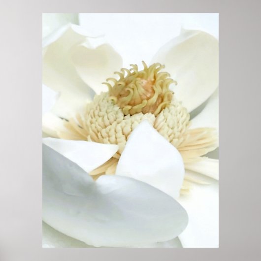 Magnolia's bloei      poster (Voorkant)