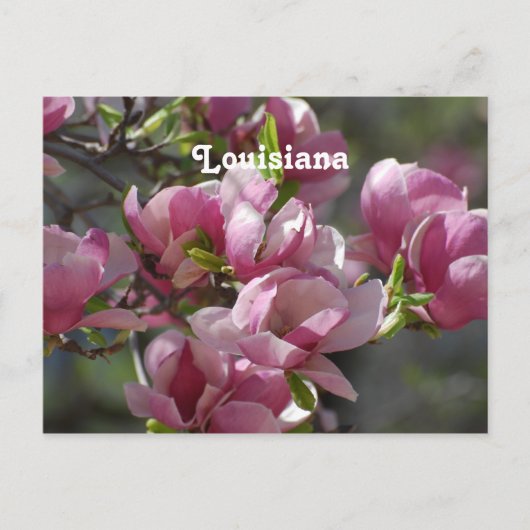 Magnolias Briefkaart (Voorkant)