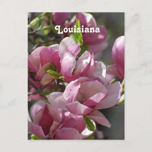 Magnolias Briefkaart (Voorkant)