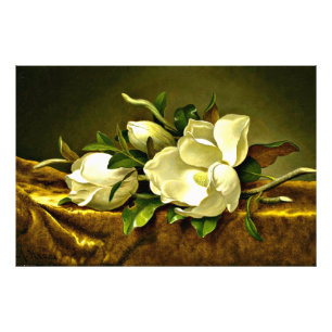 Magnolia's op gouden fluweel foto afdruk