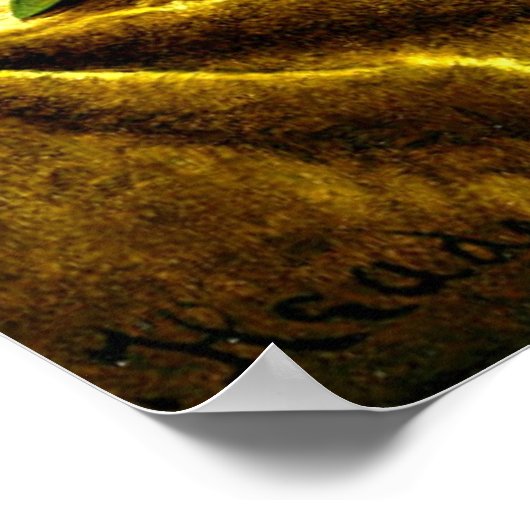 Magnolia's op gouden fluwelen doek, kunstschilderi poster (Hoek)