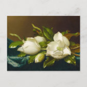 Magnolia's op lichtblauw fluwelen doek van M J Hea Briefkaart (Voorkant)