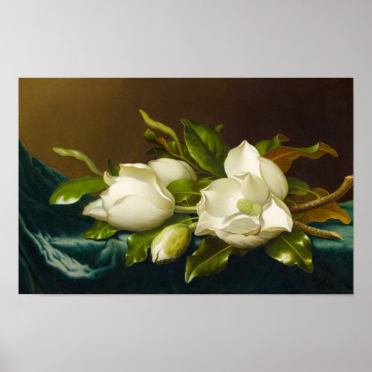 Magnolia's op lichtblauw fluwelen doek van M J Hea Poster (Voorkant)