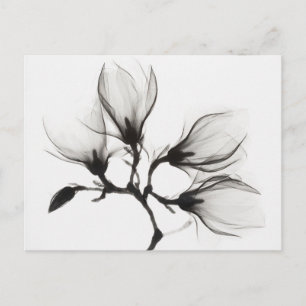 Magnoliatak met vier bloemen (ca. 1910-1925) briefkaart