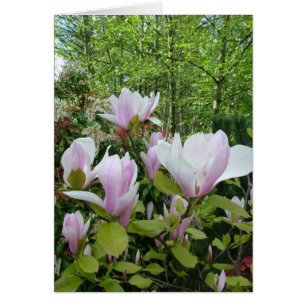 magnolibloem