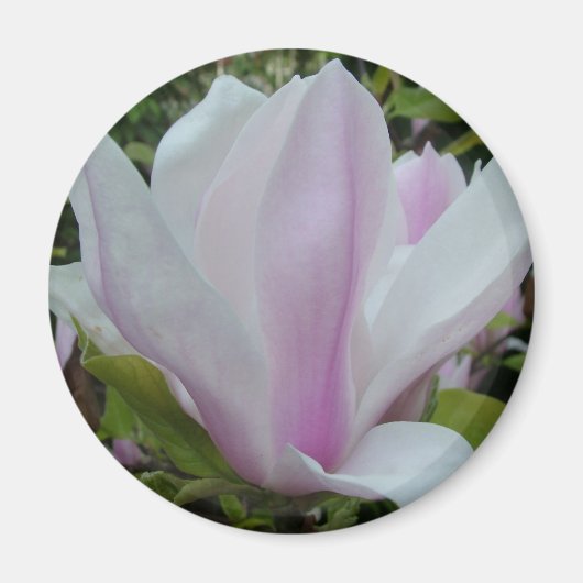 magnolibloem magneet (Voorkant)