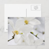 magnolibloemen briefkaart (Voorkant / Achterkant)