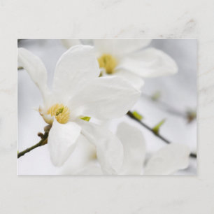 magnolibloemen briefkaart