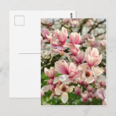 Magnolie Magnolienblüte rosa Briefkaart (Voorkant / Achterkant)