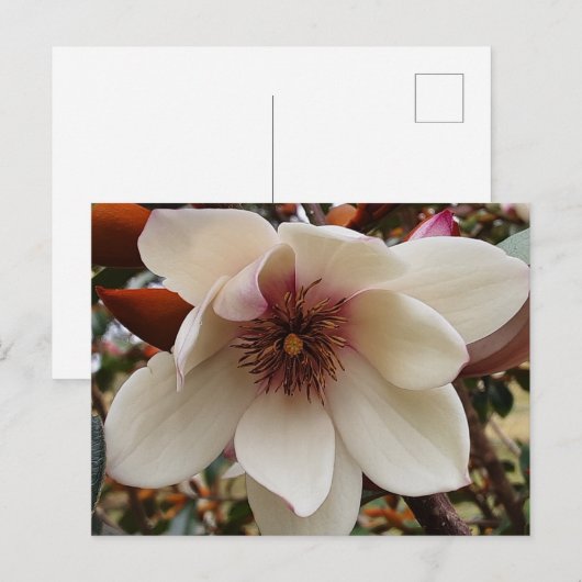 Magnoliebloem Briefkaart (Voorkant / Achterkant)