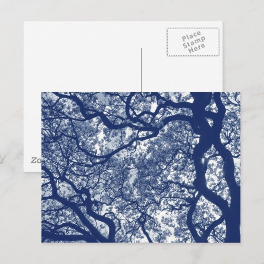 Magnolieboom - Cyanotype-effect Briefkaart (Voorkant / Achterkant)