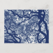 Magnolieboom - Cyanotype-effect Briefkaart (Voorkant)