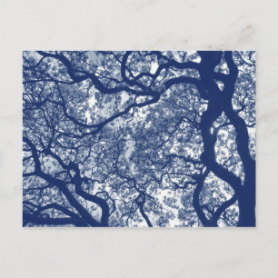 Magnolieboom - Cyanotype-effect Briefkaart