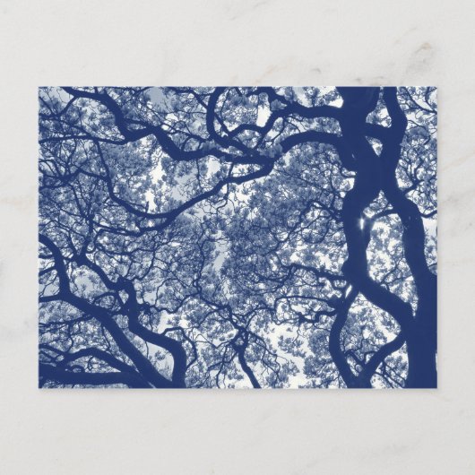Magnolieboom - Cyanotype-effect Briefkaart (Voorkant)