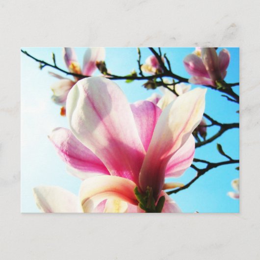 Magnoliumbloemen - Briefkaart (Voorkant)