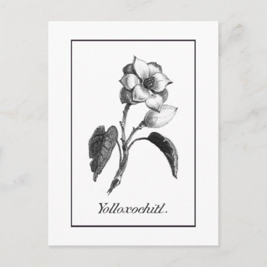  magnoliumkaart voor bloemetjes briefkaart (Voorkant)