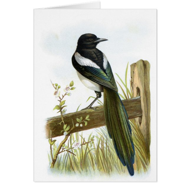 Magpie (Voorkant)