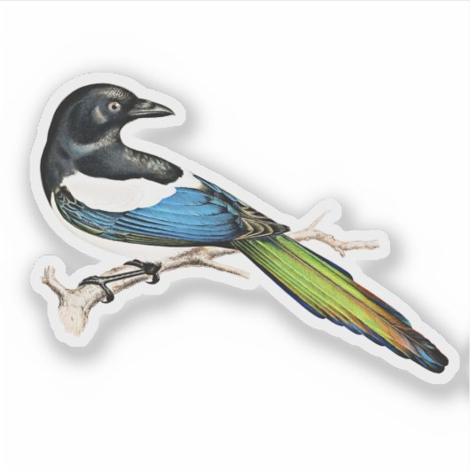 Magpie Bird Sticker (Voorkant)