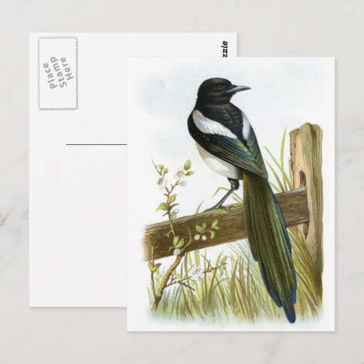 Magpie Briefkaart (Voorkant / Achterkant)
