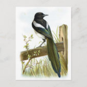 Magpie Briefkaart (Voorkant)