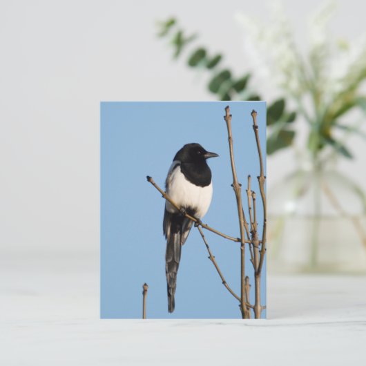 Magpie Briefkaart (Staand voorkant)