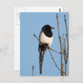 Magpie Briefkaart (Voorkant / Achterkant)