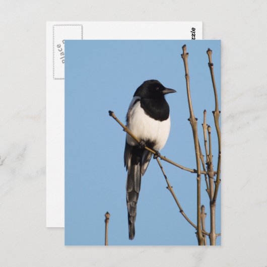 Magpie Briefkaart (Voorkant / Achterkant)