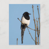 Magpie Briefkaart (Voorkant)