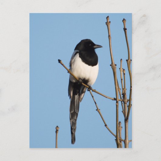Magpie Briefkaart (Voorkant)