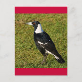 Magpie Briefkaart (Voorkant)