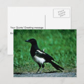 Magpie Briefkaart (Voorkant / Achterkant)