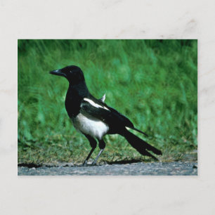 Magpie Briefkaart
