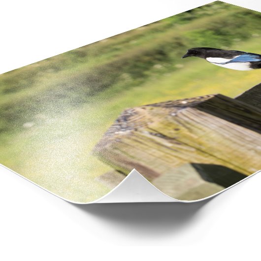 Magpie Foto Afdruk (Hoek)