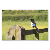 Magpie Foto Afdruk (Voorkant)