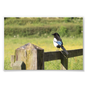 Magpie Foto Afdruk